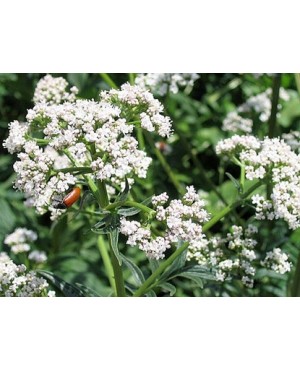 Valeriana officinalis